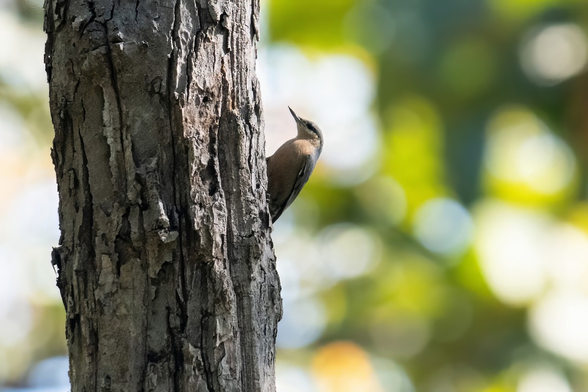 Burmese Nuthatch - Dominic More O’Ferrall
