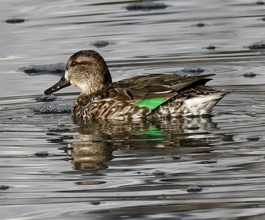 Green-winged Teal - ML618092176
