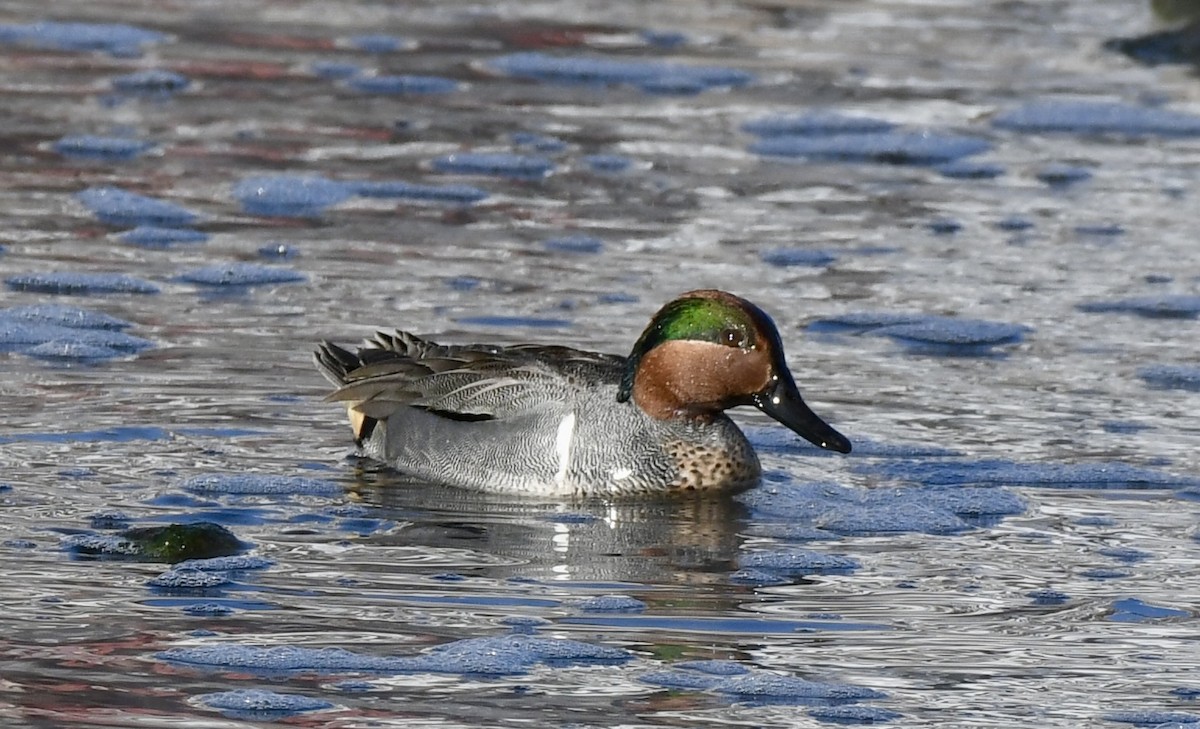 Green-winged Teal - ML618092177