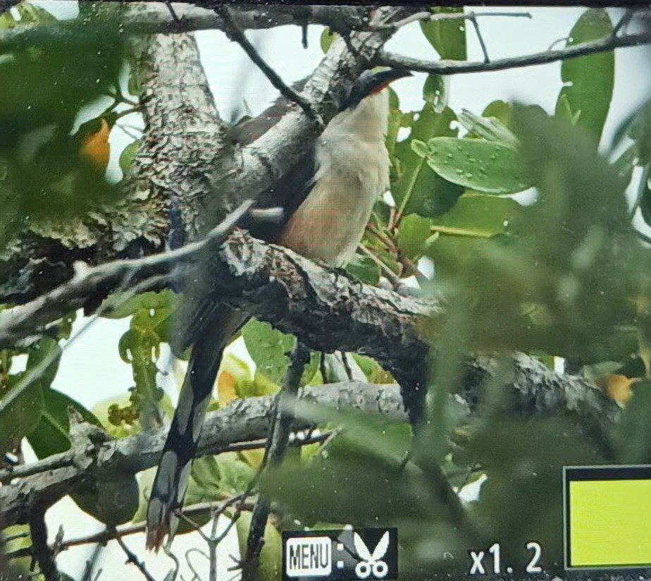 Mangrove Cuckoo - ML618092212