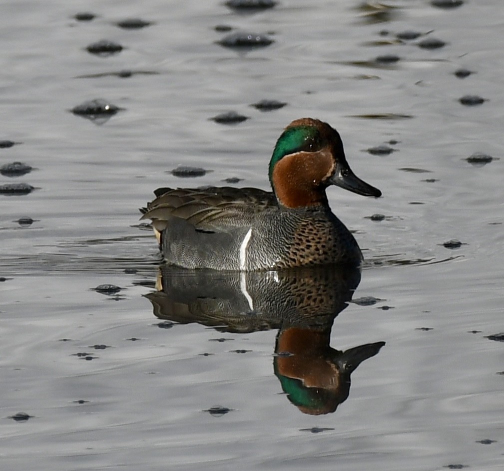 Green-winged Teal - ML618092235