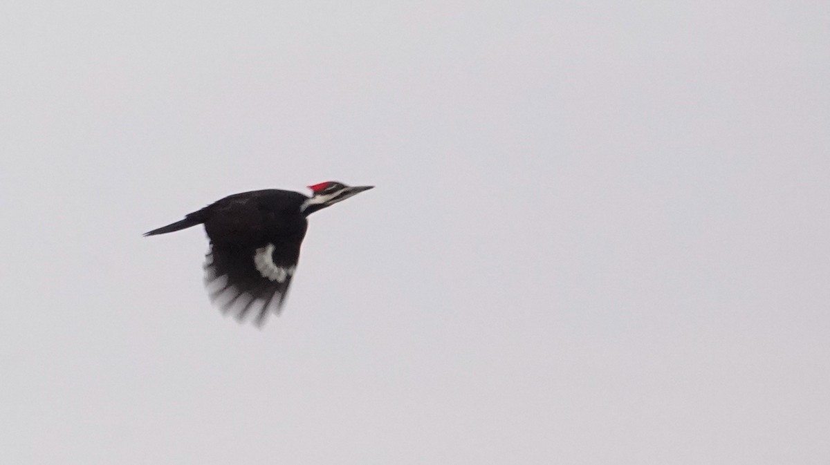 Pileated Woodpecker - Paul Prior