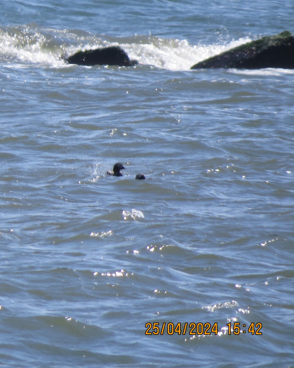 Long-tailed Duck - ML618092294