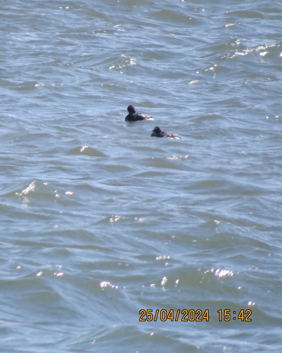 Long-tailed Duck - ML618092296