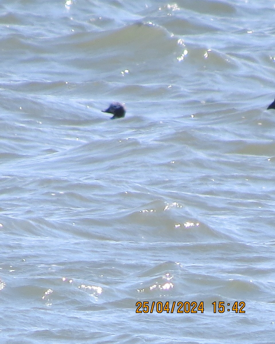 Long-tailed Duck - ML618092299