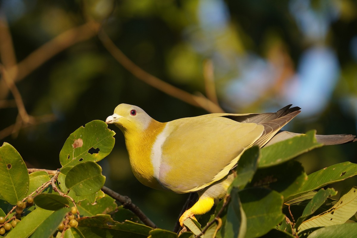 Yellow-footed Green-Pigeon - Sud Menon