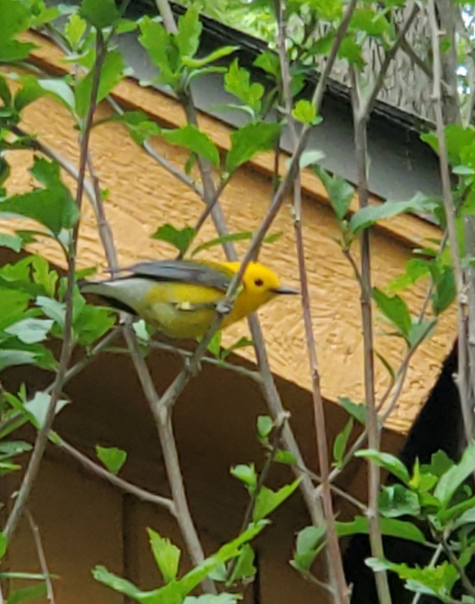 Prothonotary Warbler - ML618092329