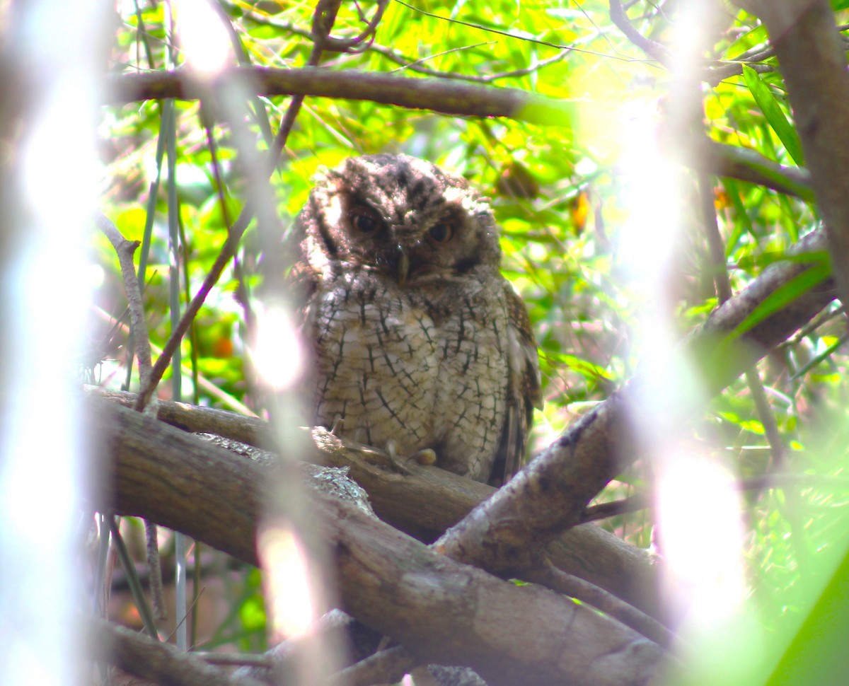 Tropical Screech-Owl - ML618092343