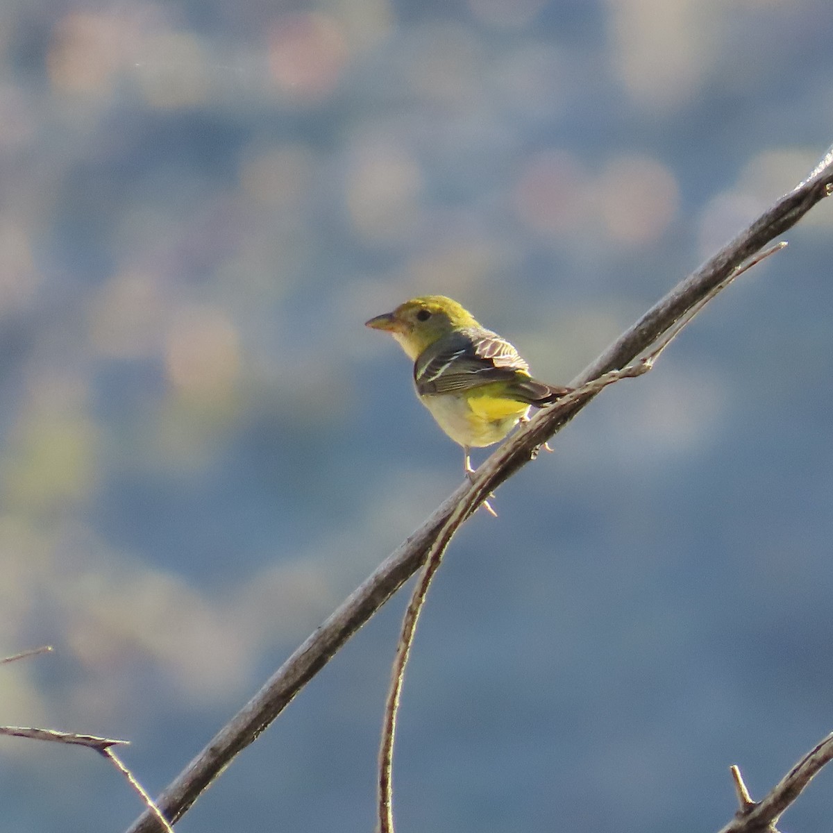 Western Tanager - ML618092359