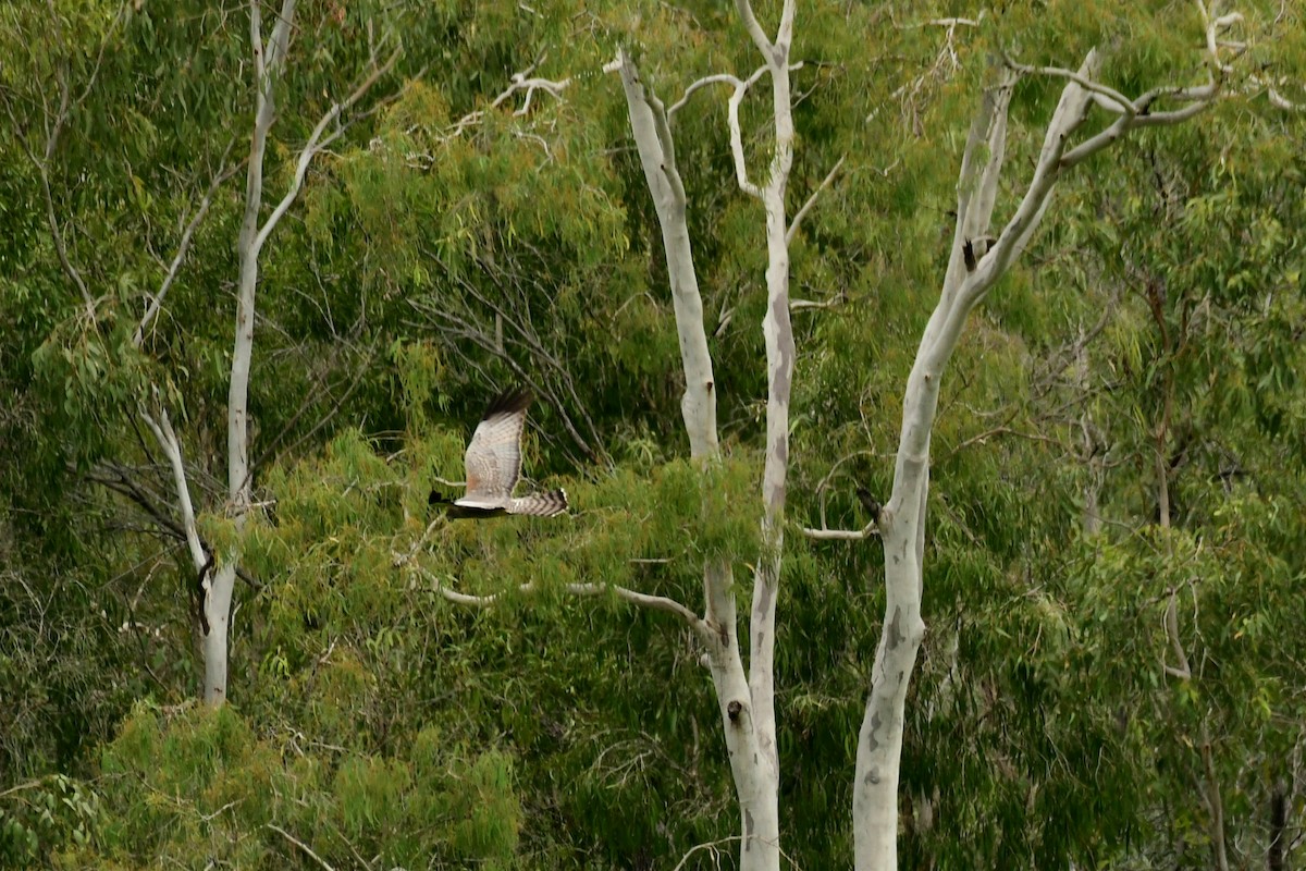 Spotted Harrier - ML618092377