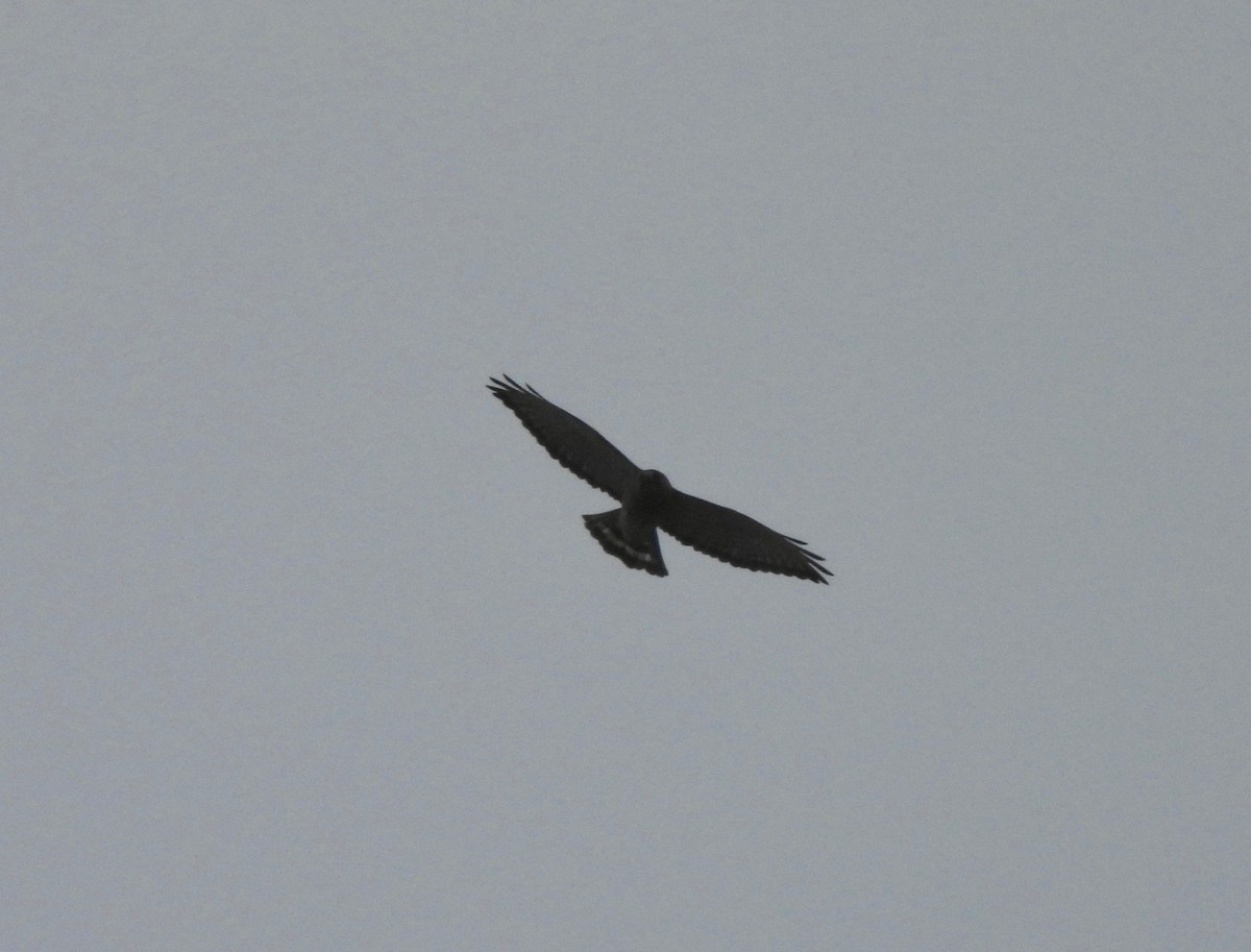 Broad-winged Hawk - ML618092403