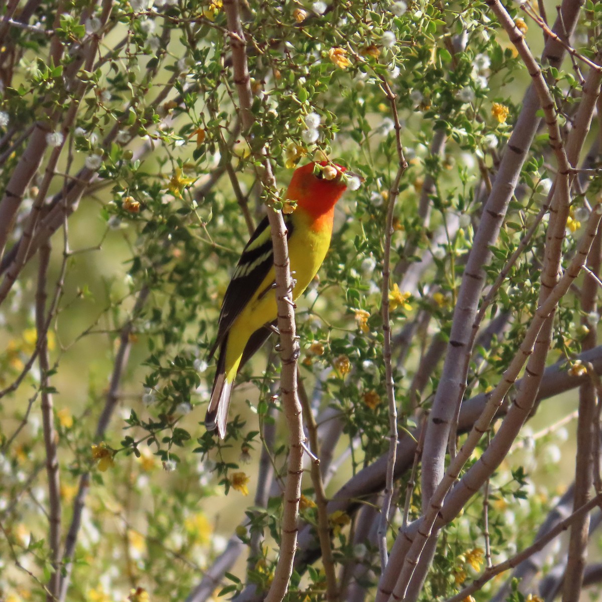 Western Tanager - Robert Theriault