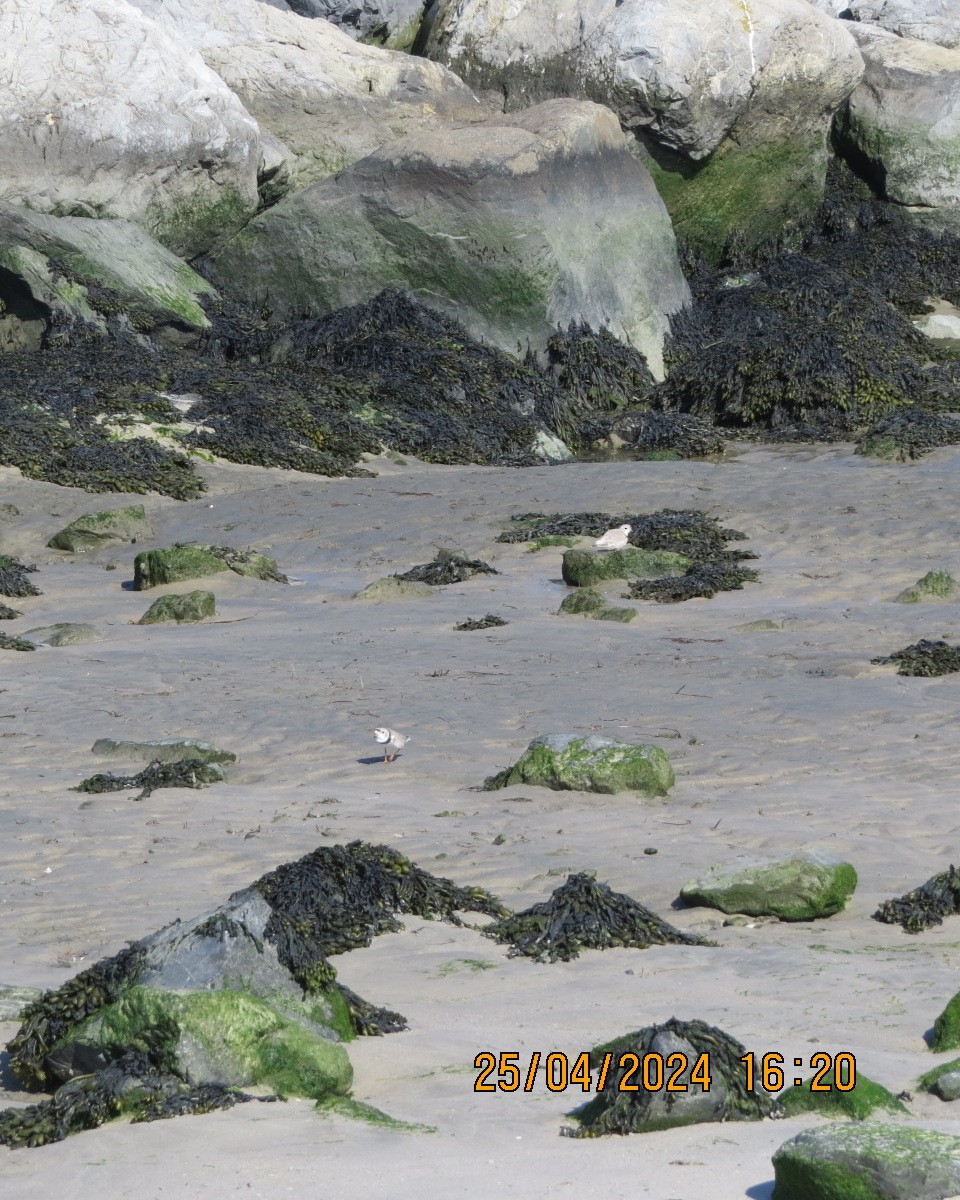 Piping Plover - ML618092426