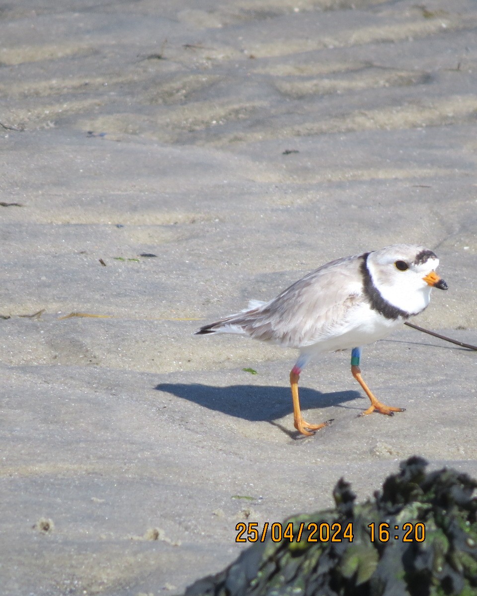 Piping Plover - ML618092432