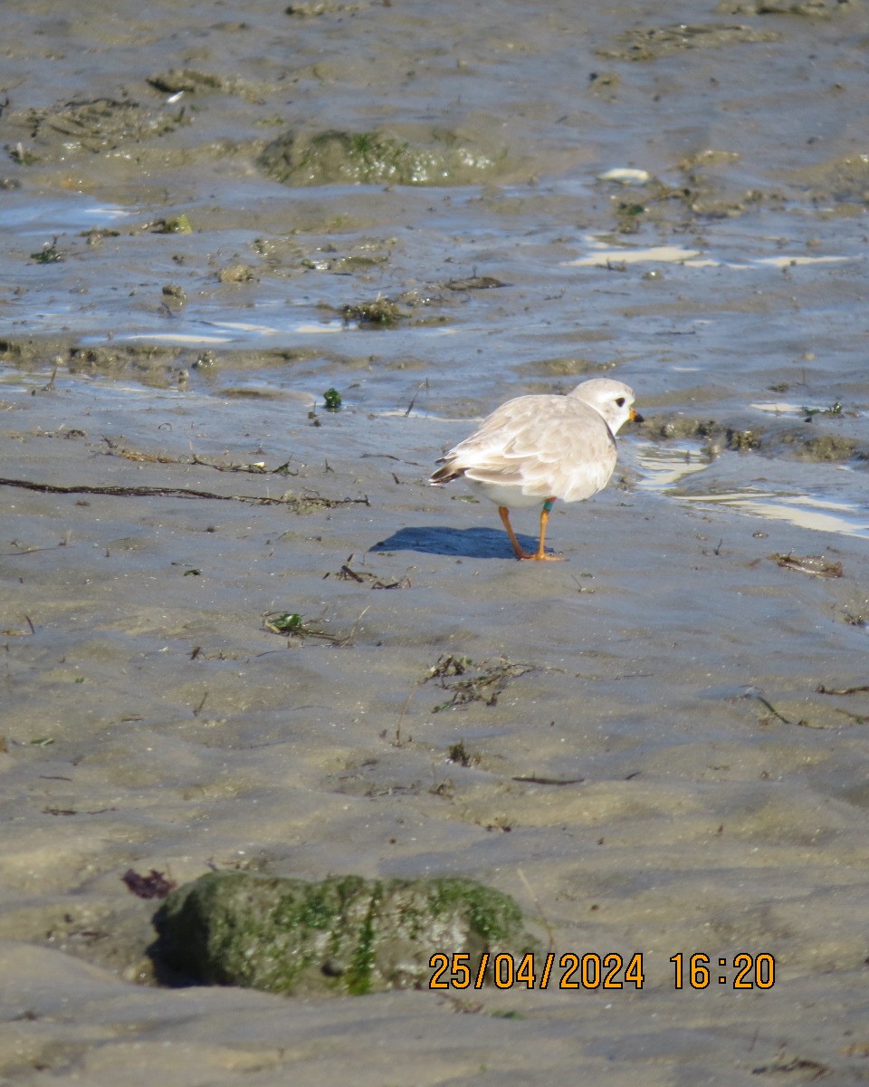 Piping Plover - ML618092439