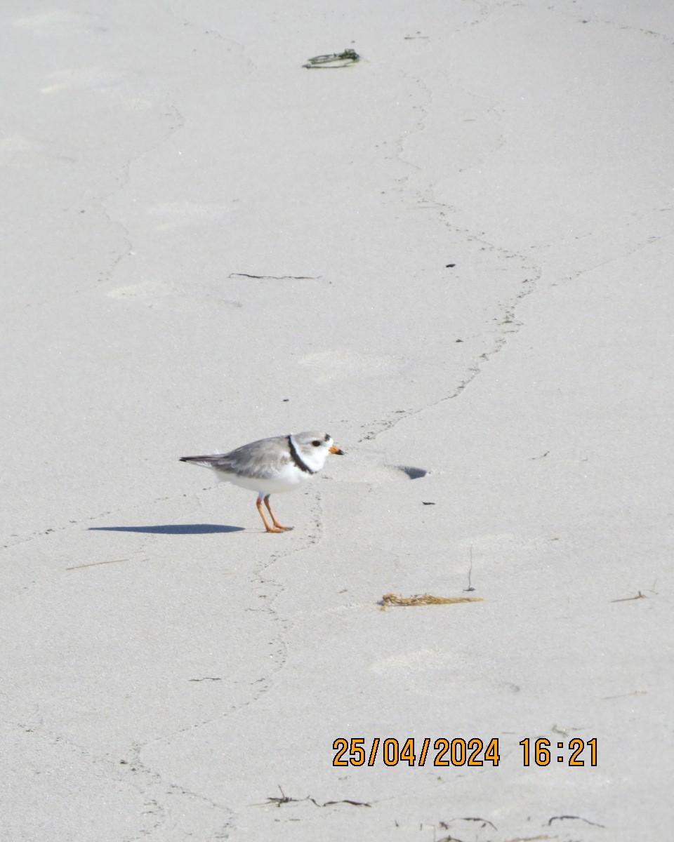 Piping Plover - ML618092442