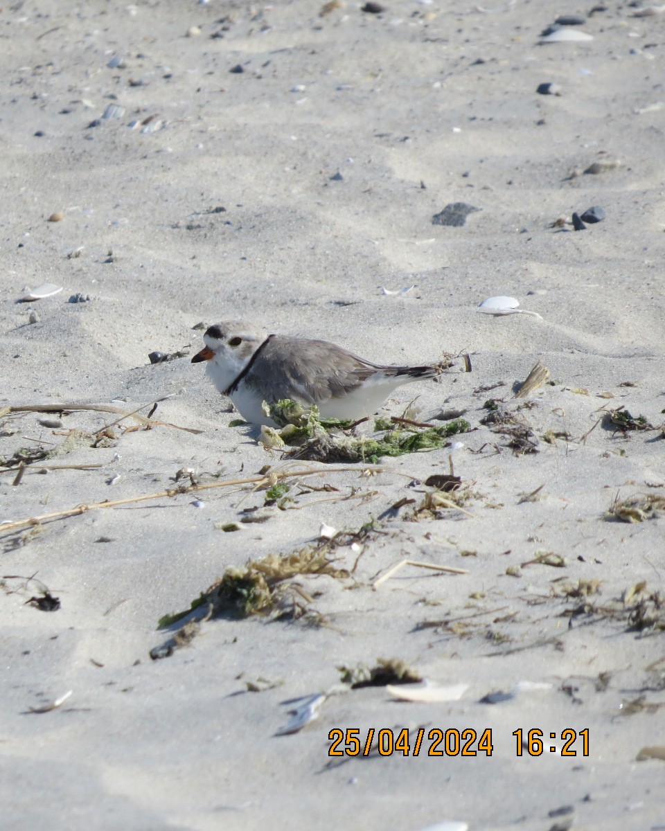 Piping Plover - ML618092445