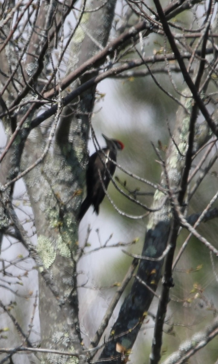 Pileated Woodpecker - ML618092446