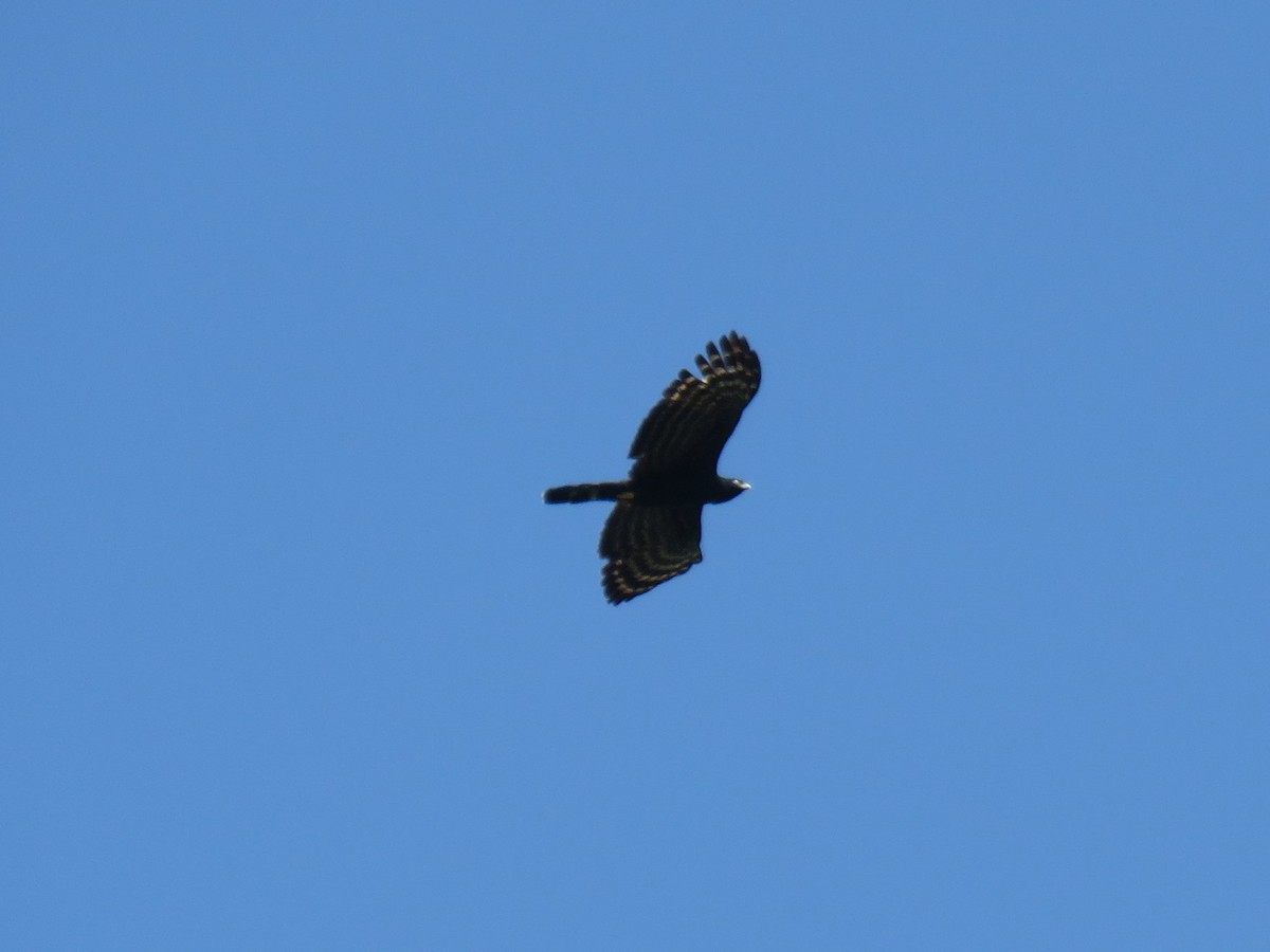 Black Hawk-Eagle - CEO Centro de Estudos Ornitológicos