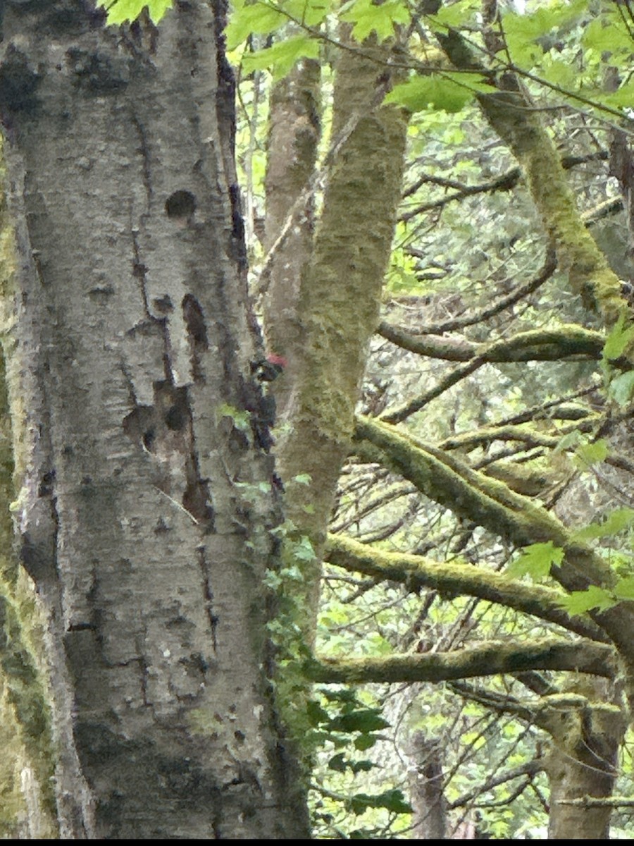 Pileated Woodpecker - ML618092468