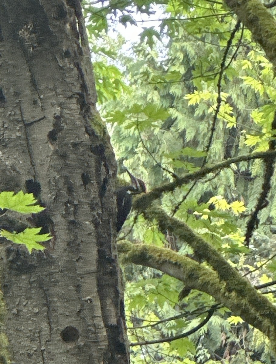 Pileated Woodpecker - Ali Burris