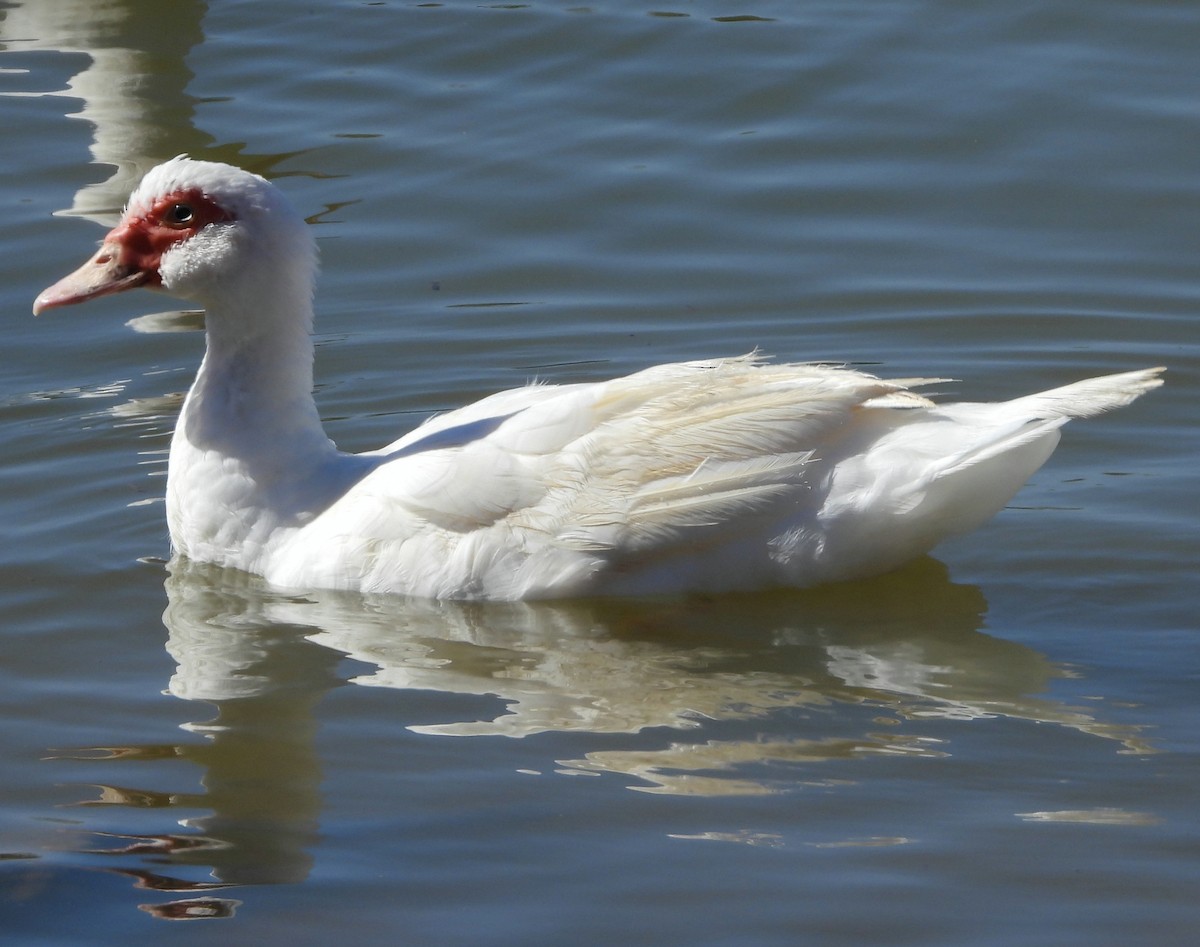 Muscovy Duck (Domestic type) - ML618092478
