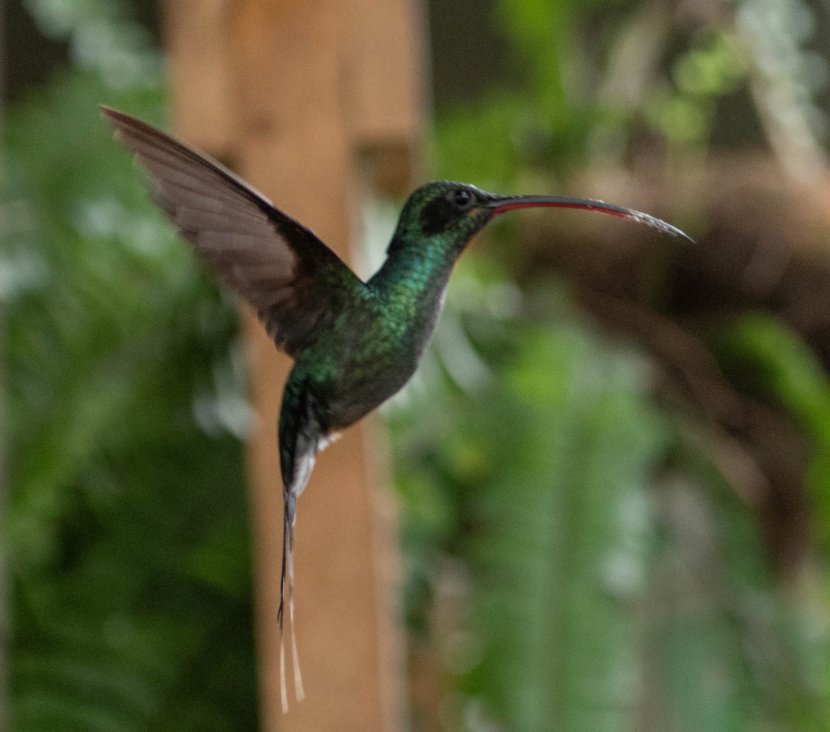 kolibřík šedobřichý - ML618092489