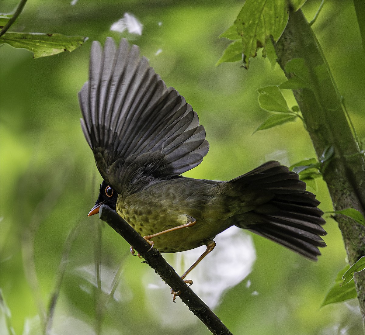Yellow-throated Nightingale-Thrush - Brad Singer