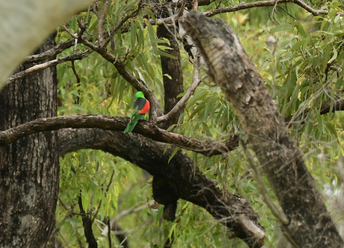 Red-winged Parrot - ML618092515