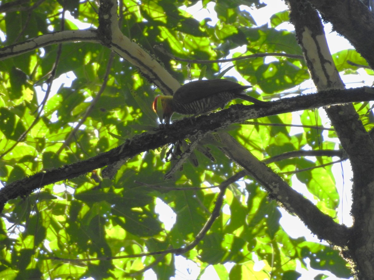 Yellow-throated Woodpecker - ML618092517