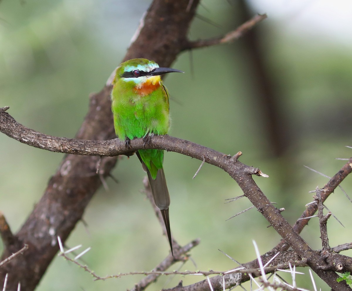 Blue-cheeked Bee-eater - ML618092553
