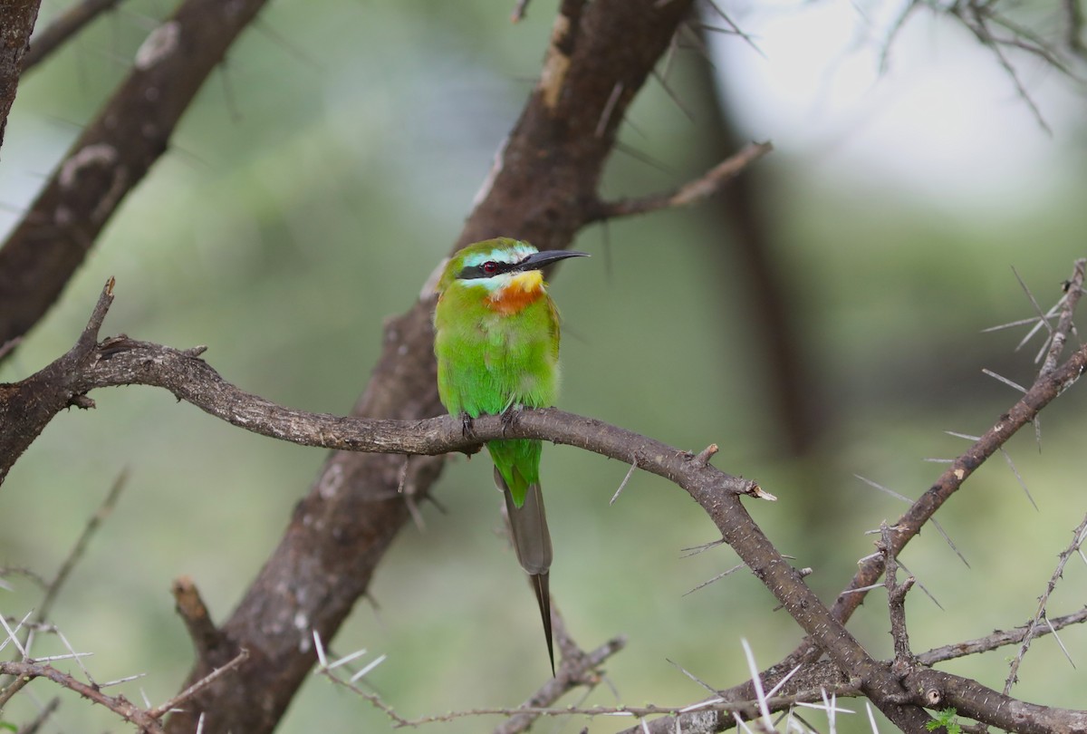 Blue-cheeked Bee-eater - ML618092554