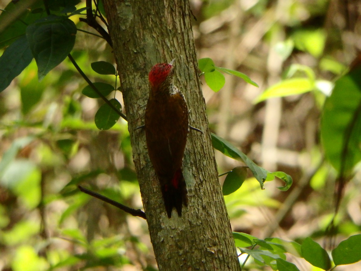 Red-rumped Woodpecker - ML618092555