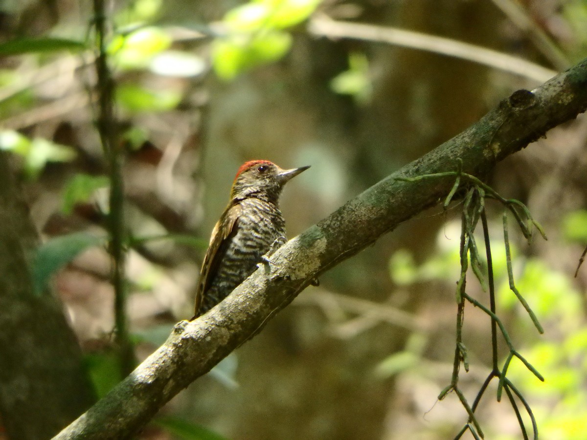 Red-rumped Woodpecker - ML618092571