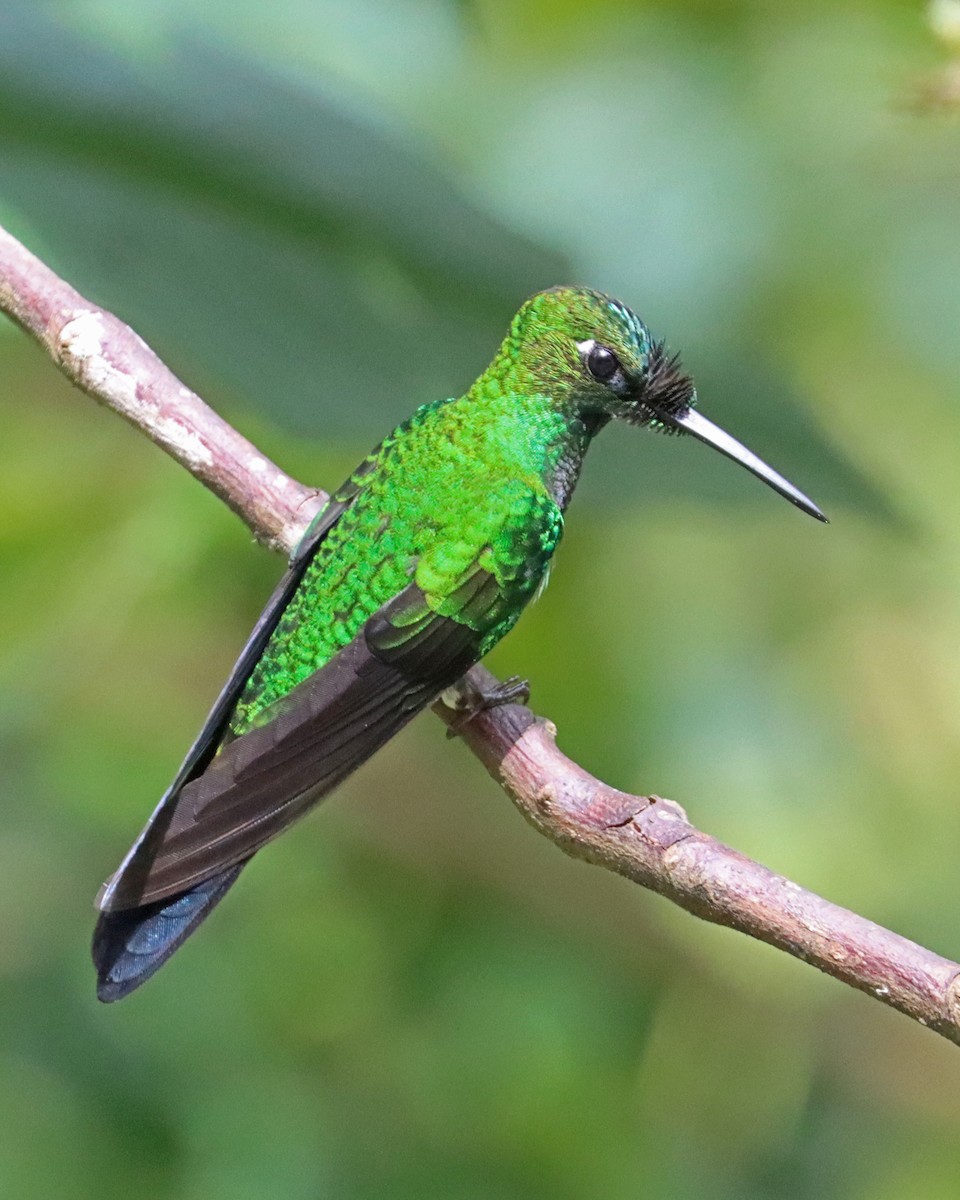 kolibřík subtropický - ML618092574