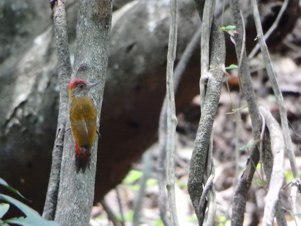 Red-rumped Woodpecker - ML618092589