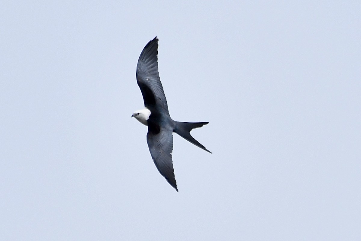 Swallow-tailed Kite - Sue Palmer