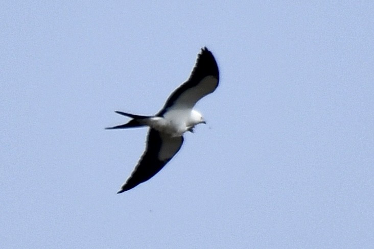 Swallow-tailed Kite - ML618092627