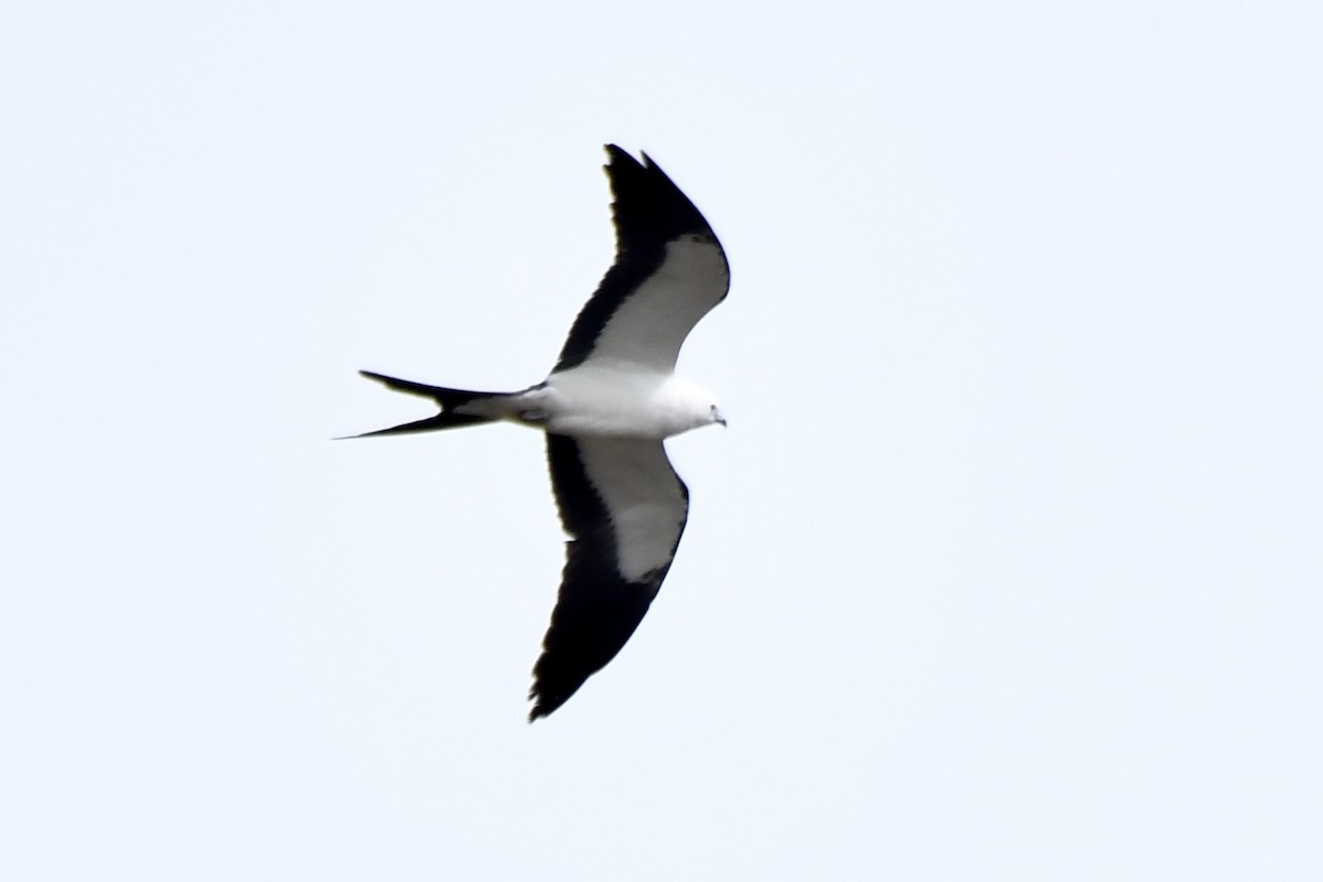 Swallow-tailed Kite - Sue Palmer