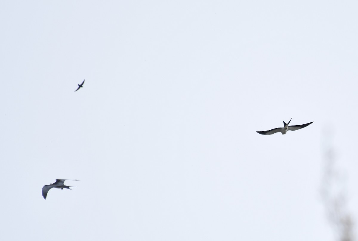 Swallow-tailed Kite - ML618092629