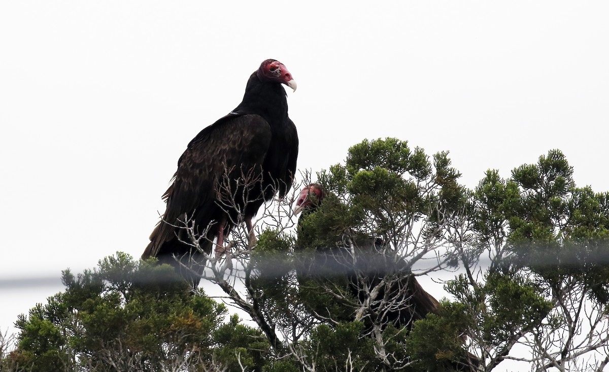 Turkey Vulture - ML618092635
