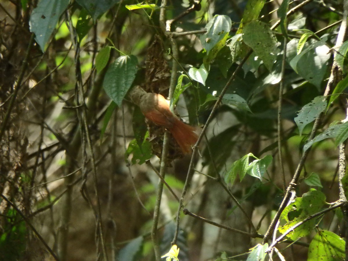 Crested Spinetail - ML618092659