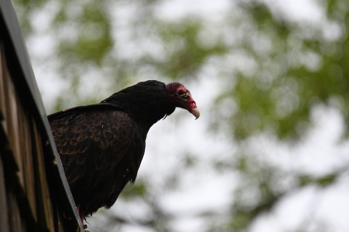 Turkey Vulture - Kevin Roback