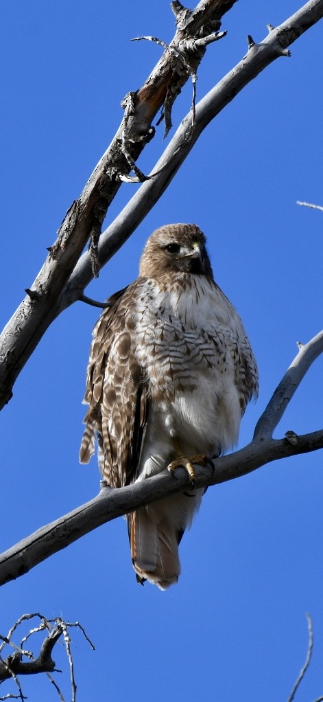 Red-tailed Hawk - ML618092663