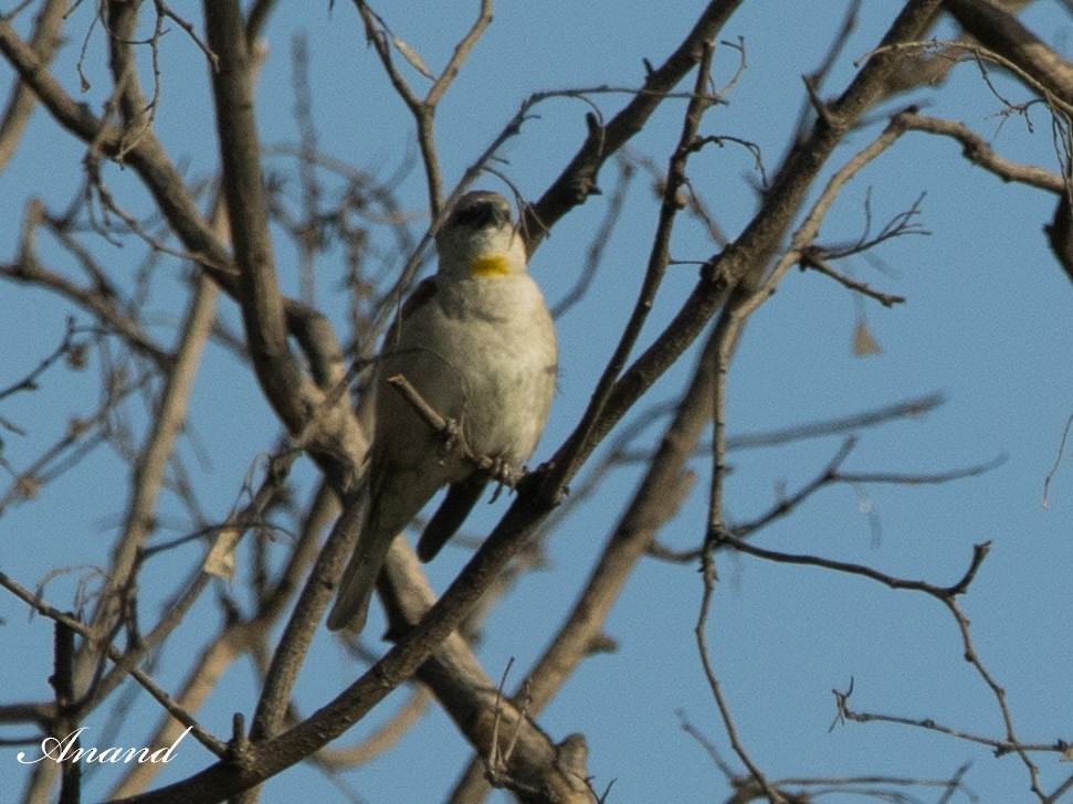 Yellow-throated Sparrow - Anand Singh
