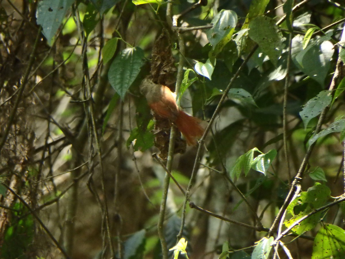 Crested Spinetail - ML618092666