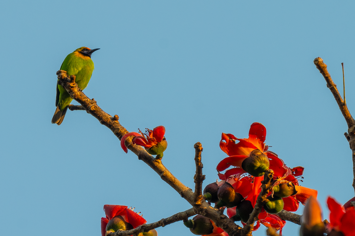 Golden-fronted Leafbird - Swarnab Ghosh