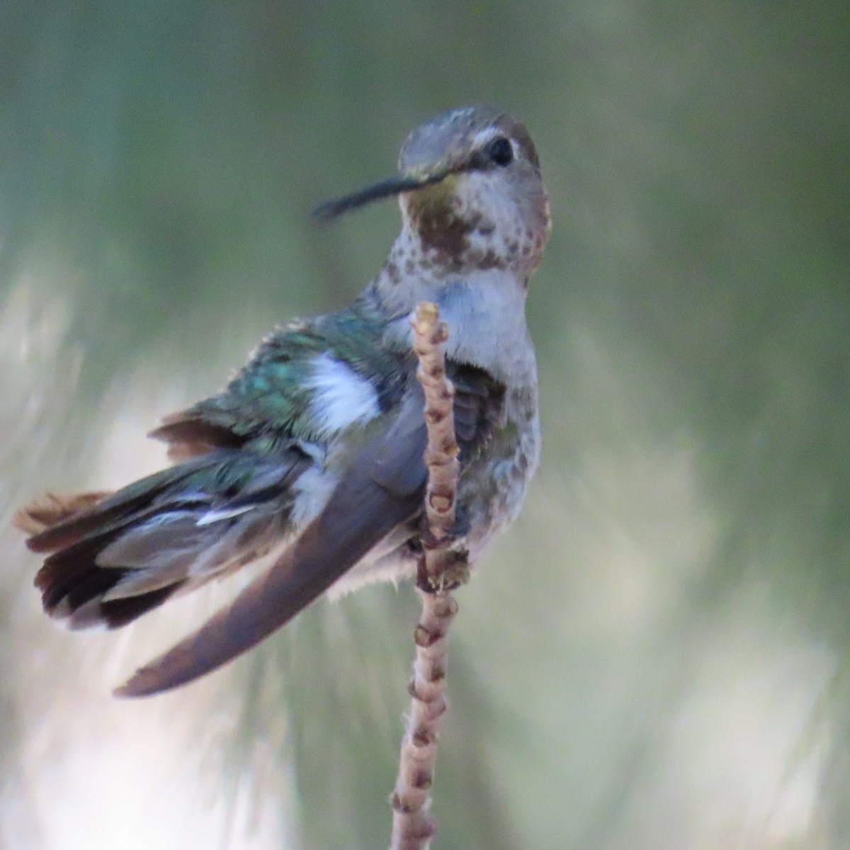 Anna's Hummingbird - ML618092696