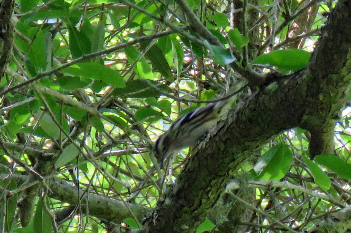 Black-and-white Warbler - ML618092700