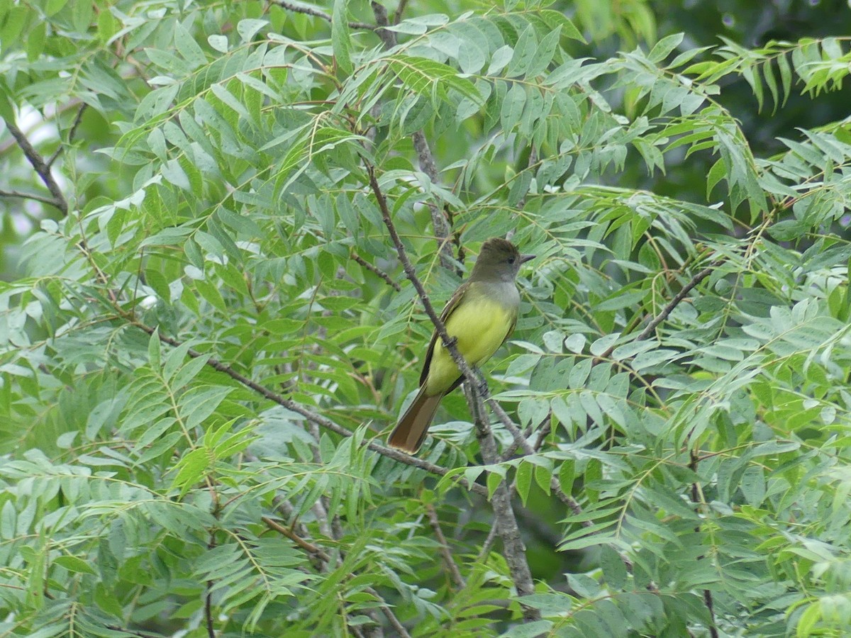 Great Crested Flycatcher - ML618092701